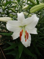 [4237 Siberia EVR No02.JPG]